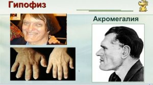 Гуморальная регуляция. ЭНДОКРИННАЯ СИСТЕМА