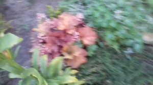 АСТРА ПОЧВОПОКРОВНАЯ ВЕРЕСКОВАЯ В СЕНТЯБРЕ. ОШИБКИ ПОСАДКИ ПРИ ВЫБОРЕ МЕСТА