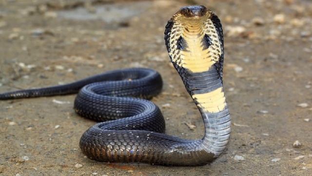 Мифические существа которые существовали или существуют на самом деле смотреть онлайн