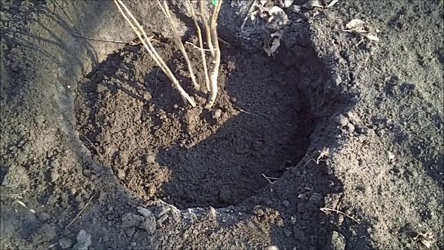 Посадка фундука весной -  как правильно посадить фундук