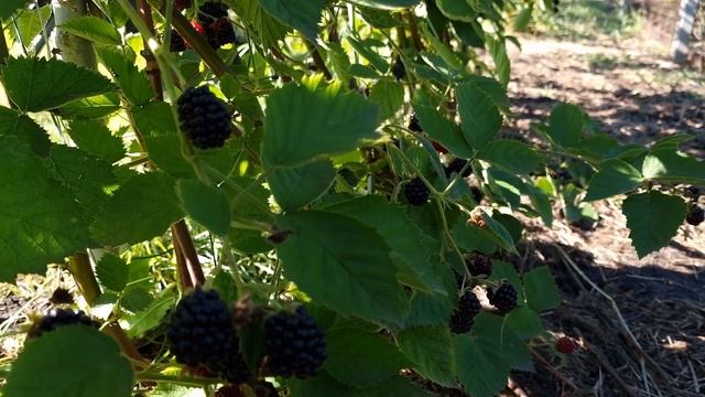 Летняя обрезка ЕЖЕВИКИ после сбора урожая смотреть онлайн