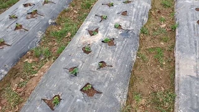 Обзор посадок ранней клубники в парниках. смотреть онлайн