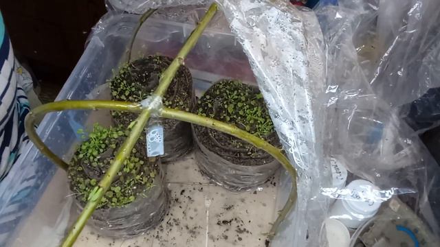 Б О М Б А Н У Л О !!! ДО КОЛЕ ???!!! ПОКАЗЫВАЮ СВОИ ТЕПЛИЧКИ. смотреть онлайн