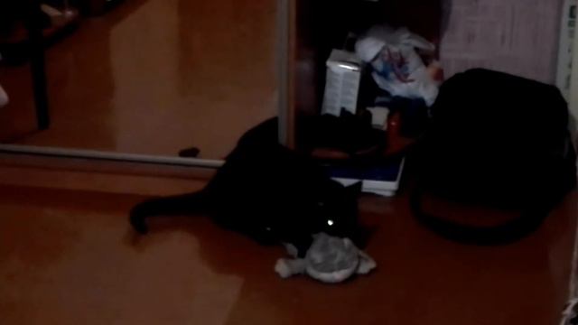 Камасутра кота поза 1 смотреть онлайн