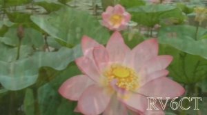 Лотосы в Лабинске