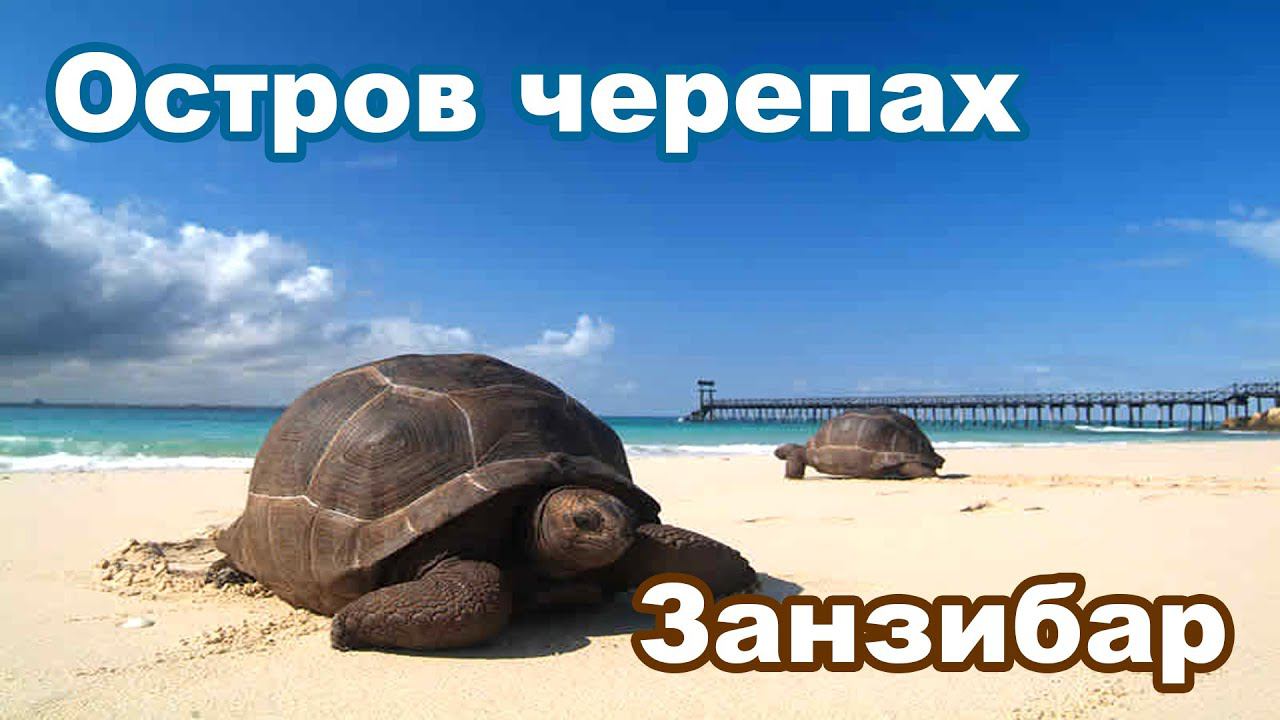 ОСТРОВ ГИГАНТСКИХ ЧЕРЕПАХ Занзибар / Prison island Zanzibar смотреть онлайн
