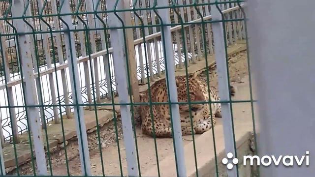 Мой наглый язык меня до Киева доведёт 🤭