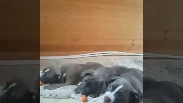 Семейный питомник Pride Kennel (Russia, Moscow). Щенки Американского булли смотреть онлайн