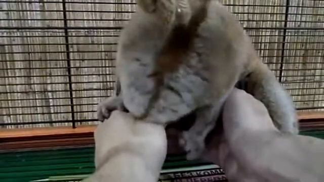 Толстый Лори смотреть онлайн