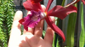 Laelia tenebrosa ‘SVO’4 N x Laelia milleri ‘Dr. Koopowitz Red’ HCC/AOS