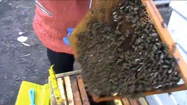 Гнездо собранное по методу Блинова смотреть онлайн