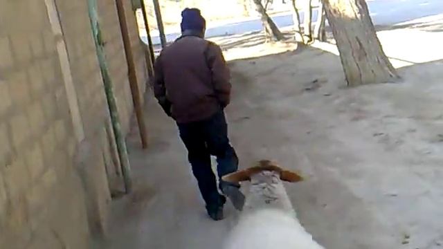 не реально умный Баран смотреть онлайн