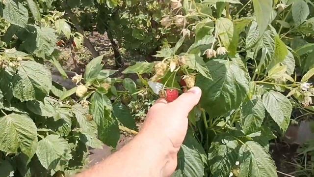 [ РЕЗУЛЬТАТ ПОСАДКИ МАЛИНЫ в ТРАНШЕЮ ?! ] смотреть онлайн