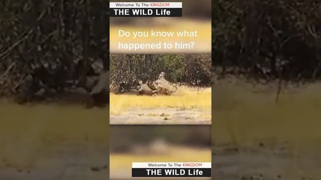 Wildlife Struggle for Existence #Shorts смотреть онлайн