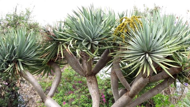 DRACAENA CINNABARI - A ÁRVORE “SANGUE DE DRAGÃO” смотреть онлайн