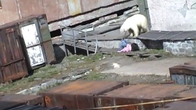 Человек и медведь Мыс Шмидта смотреть онлайн