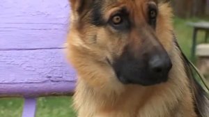 Детская передача - Про собак