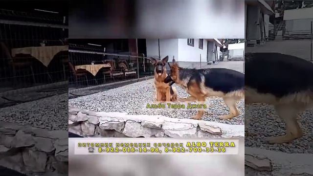 Питомник немецких овчарок предлагает... смотреть онлайн