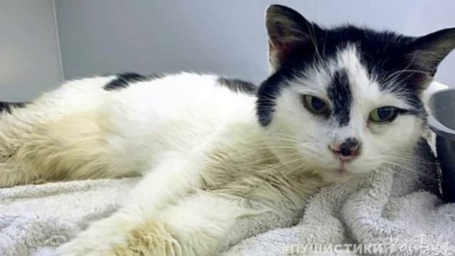 Хозяйка была уверена, что кошки нет в живых, а сбежавшая мурлыка 11 лет голодала и бродила по улица смотреть онлайн