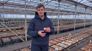 Особенности выращивания тюльпанов на гидропонике.