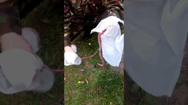 Приключения со змеёй часть 2 Чистка и разделка. Личный опыт смотреть онлайн