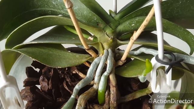 Орхидеи апреля-цветение и нецветение 😉2019 смотреть онлайн