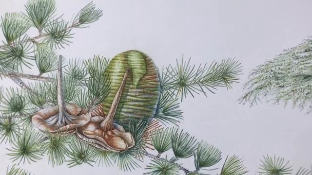 Cedrus libani or Cedar of Lebanon - painting by Sue Wickison смотреть онлайн