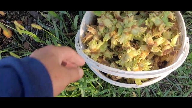 Фундук сорта Первенец. Стабилен и надежен, итоги-23