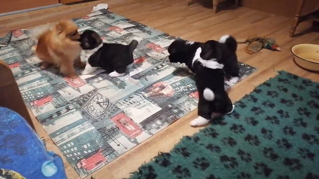 Щенки американско акиты, 4недели смотреть онлайн