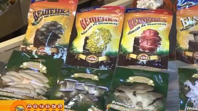 Грибы. Как вырастить самостоятельно мицелий. | Магазин "Семена Самара" смотреть онлайн