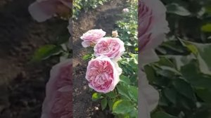 Японская Роза «Французское платье»