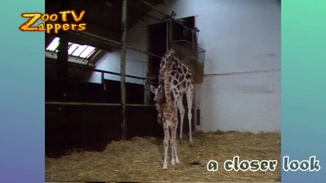 Zoo Safari - Giraffe Baby - Kameelperd - Giraffa Camelopardalis #02