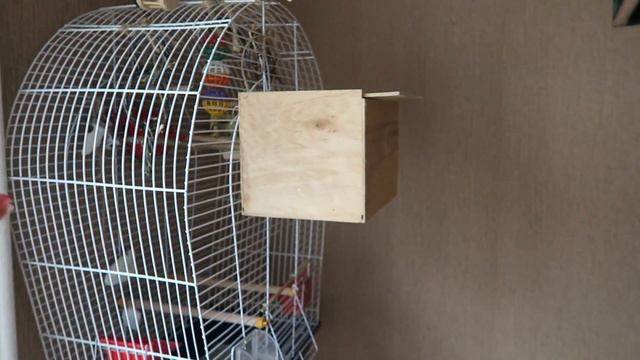 У Тоши и Лаймы будут птенцы смотреть онлайн