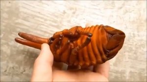 Этапы жизни жука носорога