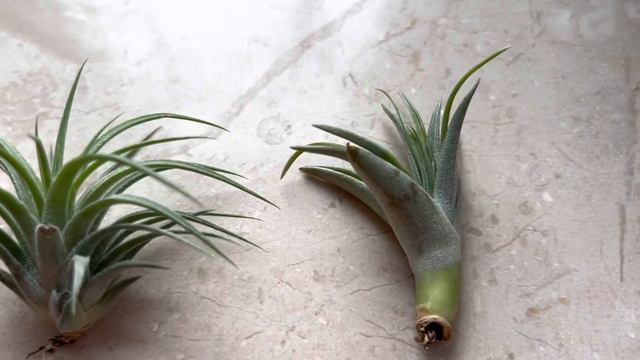 ТИЛЛАНДСИИ: “DRUID”, “RED” И ВОЗМОЖНО: “BRACHYCAULOS ABDITA”