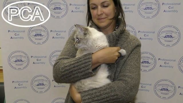 Сибирская кошка. Выставка кошек PCA on-line. смотреть онлайн