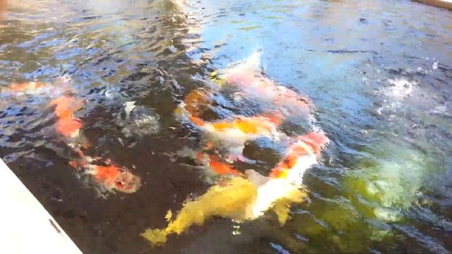 The most amazing pond EVER!!!!!!! biggest KOI in the world смотреть онлайн