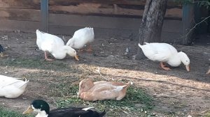 как отличить молодых уточек от селезней