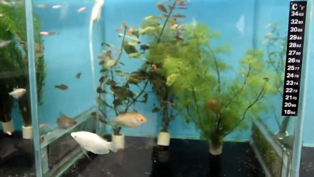Обзор рыб и растений в продаже в салоне аквариумов AquaHouses.ru смотреть онлайн