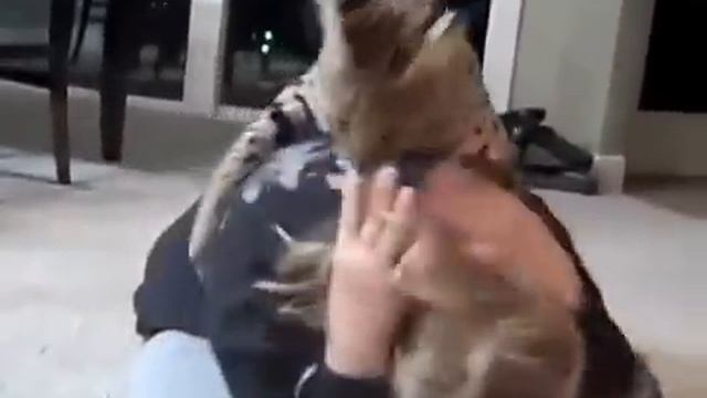 КОТ СЕРВАЛ НАПАДАЕТ НА ХОЗЯЙКУ смотреть онлайн