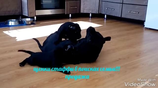 Стаффи, стаффбуль, стаффордширский бультерьер смотреть онлайн