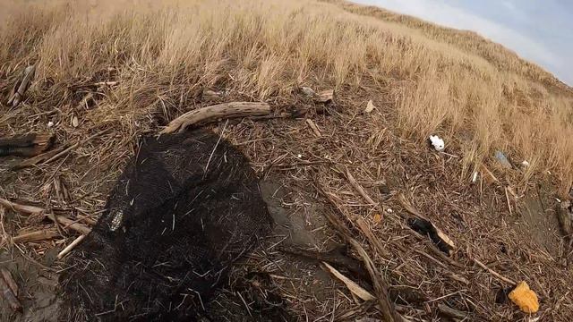 Container Ship Spill Beach Combing смотреть онлайн