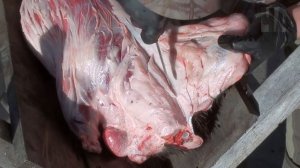 КАК СНЯТЬ ШКУРУ с бобра НА СТАНКЕ