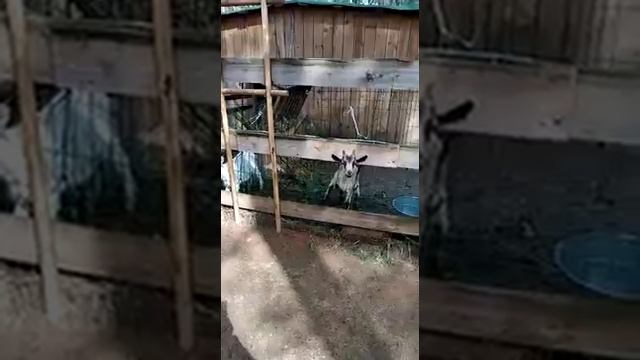 Странная камерунская коза смотреть онлайн