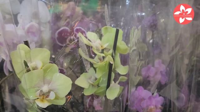 Шикарные орхидеи в магазине Твой Дом в Москве смотреть онлайн