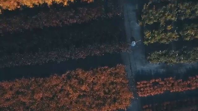 Питомник растений GREEN SHOPS - обзорная экскурсия смотреть онлайн