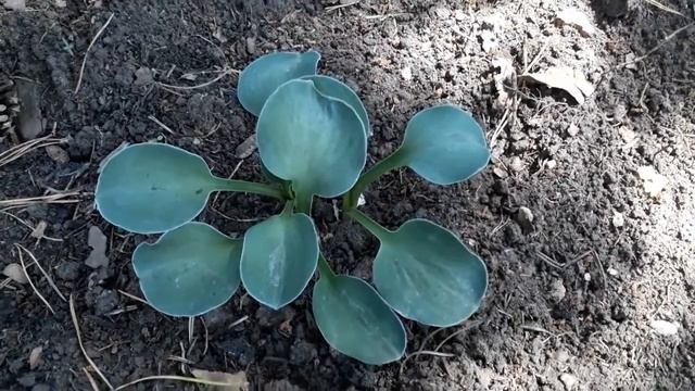 #хостакарлик / Хоста Блу Маус Иэрс(S)( лат. hosta Blue Mouse Ears) - Голубые Мышиные Ушки.Уход смотреть онлайн