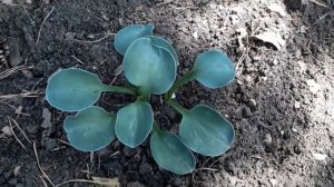 #хостакарлик  / Хоста Блу Маус Иэрс(S)( лат. hosta Blue  Mouse Ears) - Голубые Мышиные Ушки.Уход
