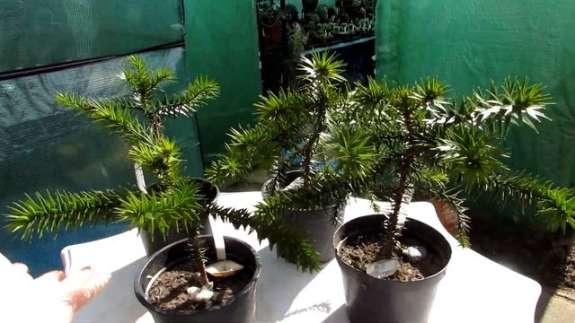 My Monkey Puzzle Trees I have grown from seed - Araucaria araucana Spring Update смотреть онлайн