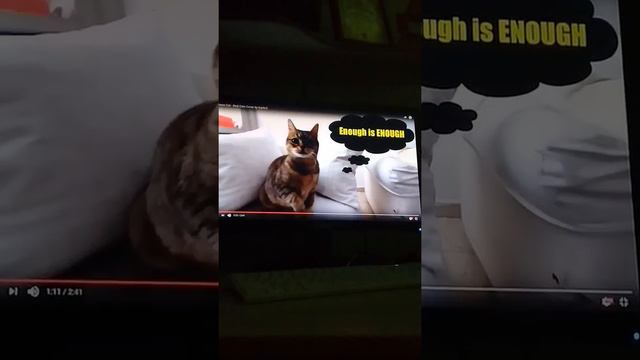 Песня ням кэт😇 смотреть онлайн